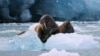 Приморье: проверят содержание детенышей моржей в "китовой тюрьме"