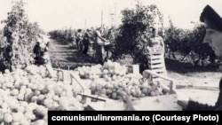 1980. Culesul viței de vie la IAS Medgidia. Sursa: comunismulinromania.ro (MNIR)