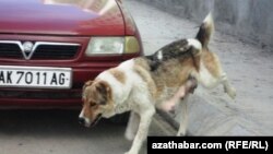 Turkmenistan. Pregnant dog in Ashgabat