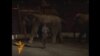 Elephants Saved By Siberian Vodka