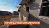 Пойгоҳи ҳавосанҷии арктикӣ дар ихтиёри хирсҳои сафед қарор гирифтааст