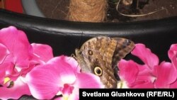 Один их живых экспонатов на выставке "Галерея бабочек". Астана, 13 августа 2011 года. 