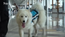 Сагҳои оромкунанда дар хидмати мусофирони фурудгоҳҳои Мексика