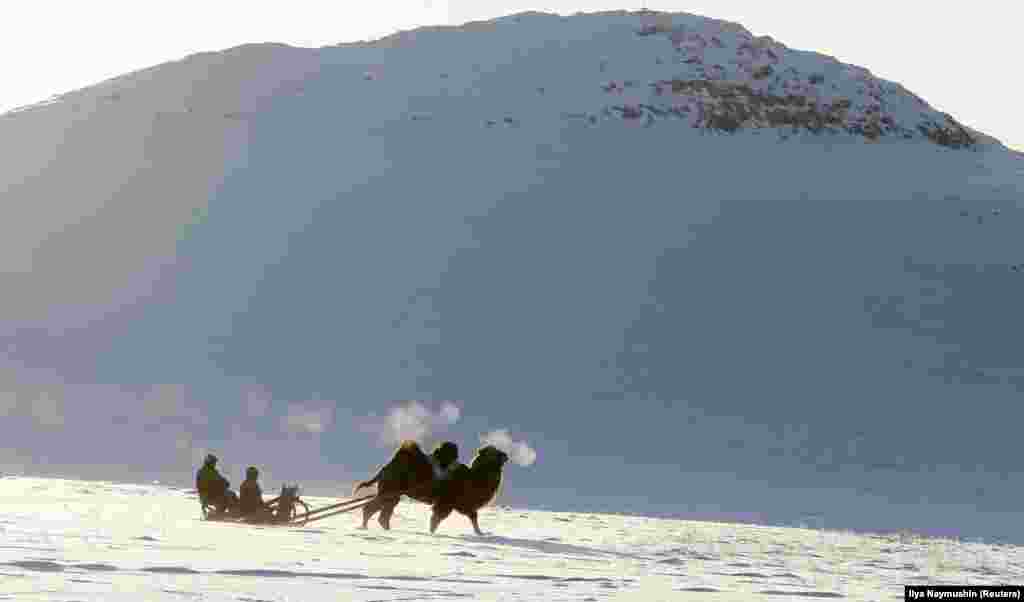 Tuvan shepherds travel on a sledge harnessed with an Asian two-humped camel in the snow-covered steppe in southern Siberia. (Reuters/Ilya Nashmushin)