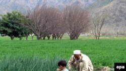 دکرنې وزارت وايي،  سږ کال به د غلې دانې حاصلات دومره زیات شي  چې سارى يي په تيرو دوه ديرشو كلونو كې نه وي لېدل شوی
