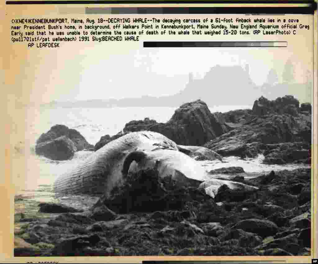 Portent from nature? Just as the failed Soviet coup was launched on August 18, a dead whale washed ashore in front of U.S. President George Bush&#39;s house in Kennebunkport, Maine. Bush was on holiday there at the time. By the end of the year, the Soviet Union would no longer exist.&nbsp;