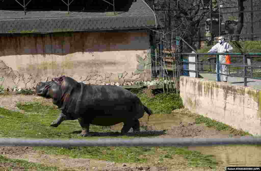 An attendant disinfects the hippopotamus enclosure in a closed zoo in Skopje, North Macedonia. (AFP/Robert Atanasovski)