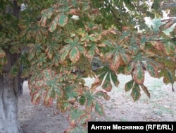 Высохшие листья каштанов в Армянске.
