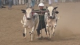 Pakistan's Bull-Racing Boy Wins New Fan video grab