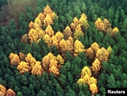 Лесная свастика под Берлином, сфотографированная в 2000 году.