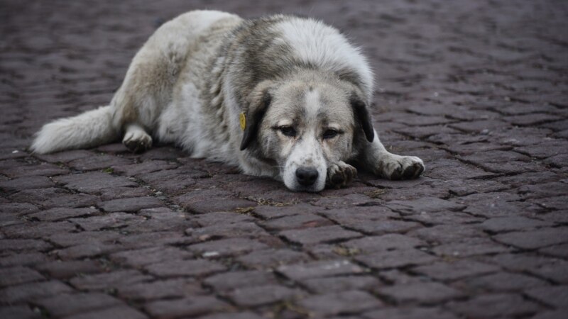 ძაღლური ცხოვრება - რა ვუყოთ ქუჩის ცხოველებს