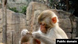 Макака резус (Macaco Rhesus) стала третьим - после человека и шимпанзе - приматом, чей геном был расшифрован