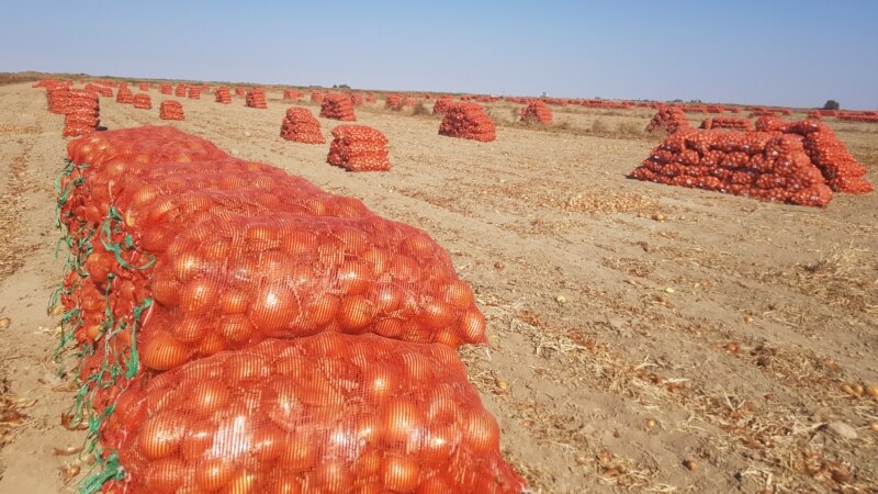 Репчатый лук взамен пшеницы. Таджикистан и Казахстан заключат новое соглашение. ВИДЕО