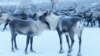 Сахалин: браконьеры убили 25 краснокнижных северных оленей