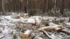 Томск: селькупы хотят запретить вырубку леса у села Нарым