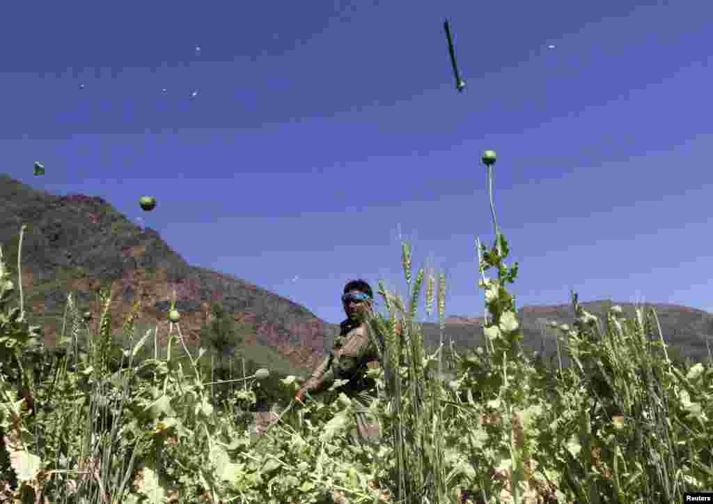 An Afghan policeman destroys poppies during a campaign against opium and other illicit narcotics in Kunar Province on April 29. (Reuters/Parwiz)