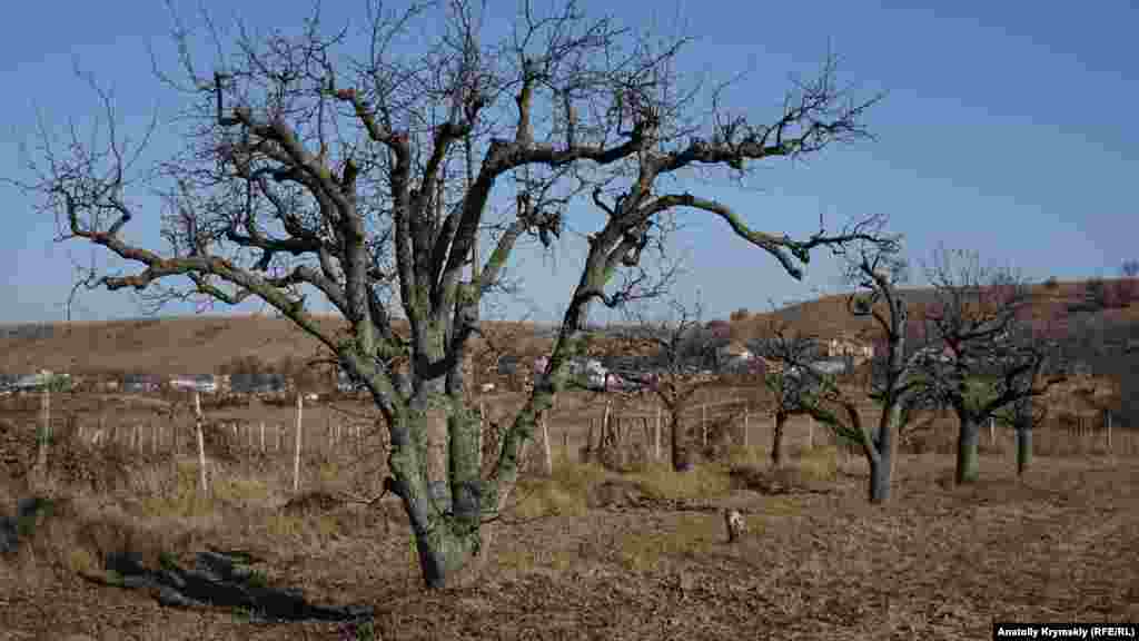 Ці груші сорту Вільямс на краю яблуневого саду посаджені ще до Другої світової війни. Вони дають непогані врожаї донині, стверджує господар саду