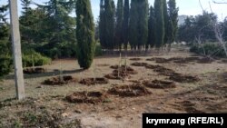 Высаженные деревья и кусты в парке Победы в Севастополе