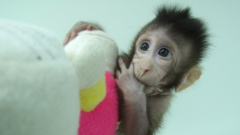 Научниците успешно клонираа мајмуни