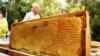 Мінагрополітики: за 10 днів 2018 року Україна вичерпала квоту на безмитні поставки меду в ЄС 