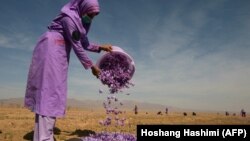 هرات کې د زعفرانو د ټولولو چارې
