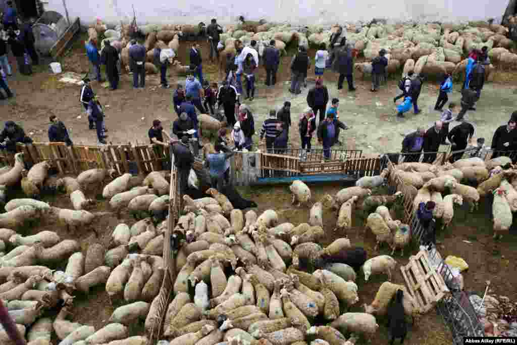 Азербайджанские мусульмане покупают овец на Курбан-Байрам. 15 октября 2013 года.