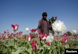Egy afgán férfi dolgozik a mákvirágmezőn 2014 áprilisában, Dzsalálábád tartományban. Afganisztán a heroin és az ópium alapanyagának első számú termesztője. Még a tálib hatalomátvétel előtti, nemzetközi megszállás idején sem sikerült leszoktatni a farmereket a termesztéséről, ami 2013-ban 290 ezer hektáron folyt