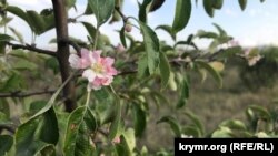 Цветущая яблоня в Крыму