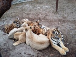 Тигры в вольере