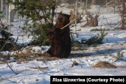 Кожна нова гілка вважається розвагою