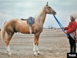 Known for the natural metallic sheen of its coat and its grace as a show jumper, the Akhal Teke evokes Turkmenistan's cherished nomadic heritage.