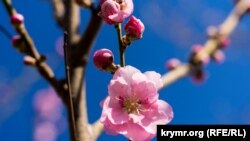 Цветущие парки и сады: Симферополь в начале апреля (фотогалерея)