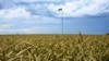 Урожай зерновых в Украине (иллюстративное фото)