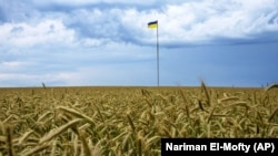 Украинский флаг развевается на шесте посреди пшеничного поля, Киев, 29 июня 2022 г.