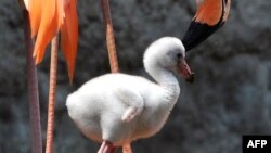 Flamingosi (na fotografiji) privremeno obitavaju na prostoru ulcinjske Solane