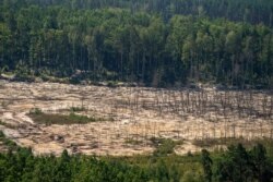Знищена ділянка лісу під час незаконного видобутку бурштину. Житомирська область, 12 серпня 2019 року