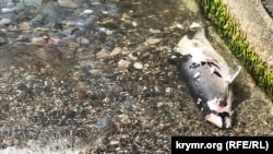 Мёртвый дельфин на пляже одного из крымских курортов 