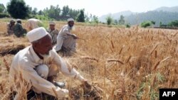 په بونېر کې کروندګر غنم لو کوي - پخوانی انځور. 