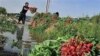 Iran: Agriculture in south of Tehran with waste water. 