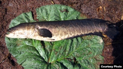 Қара адам есегіне зейін қояды