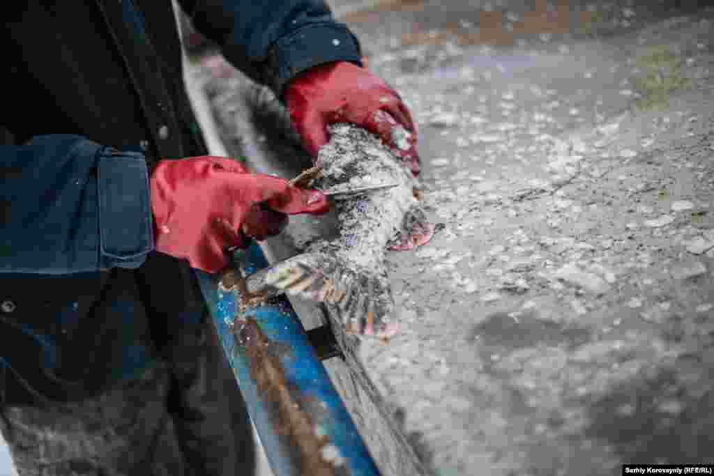 The churchwarden Ivan scales a net-caught pike. Net catching is illegal, but as a local, Ivan considers himself free to do it. He says that he never uses nets during spawning.