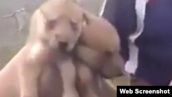 Скриншот видео о жестоком убийстве волчат.