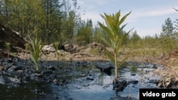 Разлив нефти в Коми (архивное фото)