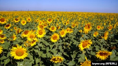 Жетілген әйел басқа видеоларда трахает алады