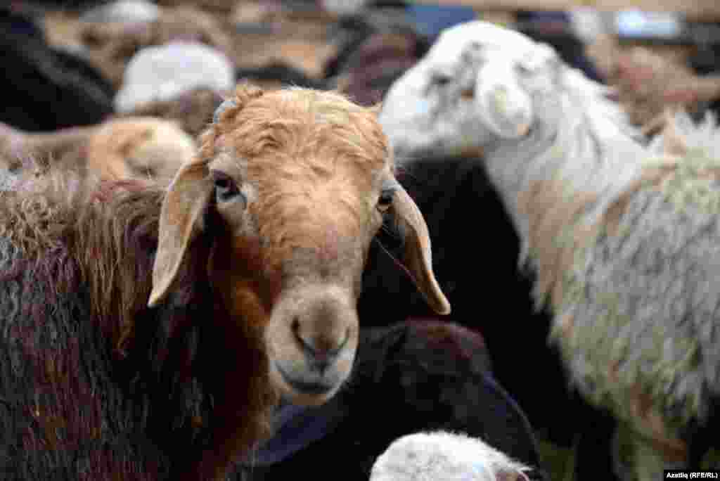 Sheep at a market in Kazan, the capital of the Russian republic of Tatarstan.