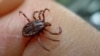 Authorities in one Siberian city may declare a state of emergency to combat an unprecedented plague of ticks and the illnesses they transmit to humans.