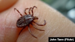 Authorities in one Siberian city may declare a state of emergency to combat an unprecedented plague of ticks and the illnesses they transmit to humans.