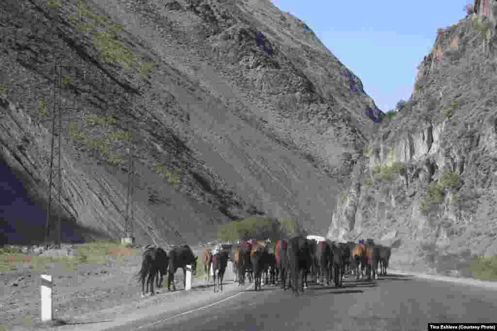 Cуусамыр - Если раньше по горным тропам перегоняли скот, то теперь прямо по шоссе. Если повезет, то можно увидеть и горных яков. Фото Тины Эшиевой