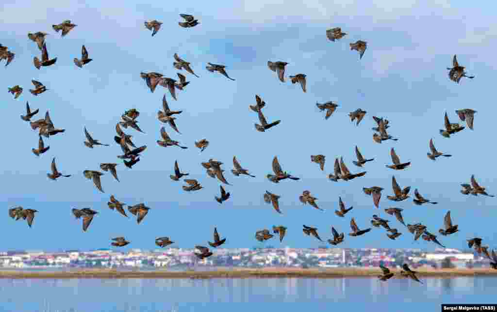 Zogjtë fluturojnë në afërsi të fshatit Mezhvodnoye të Krimesë. (TASS/Sergei Malgavko)