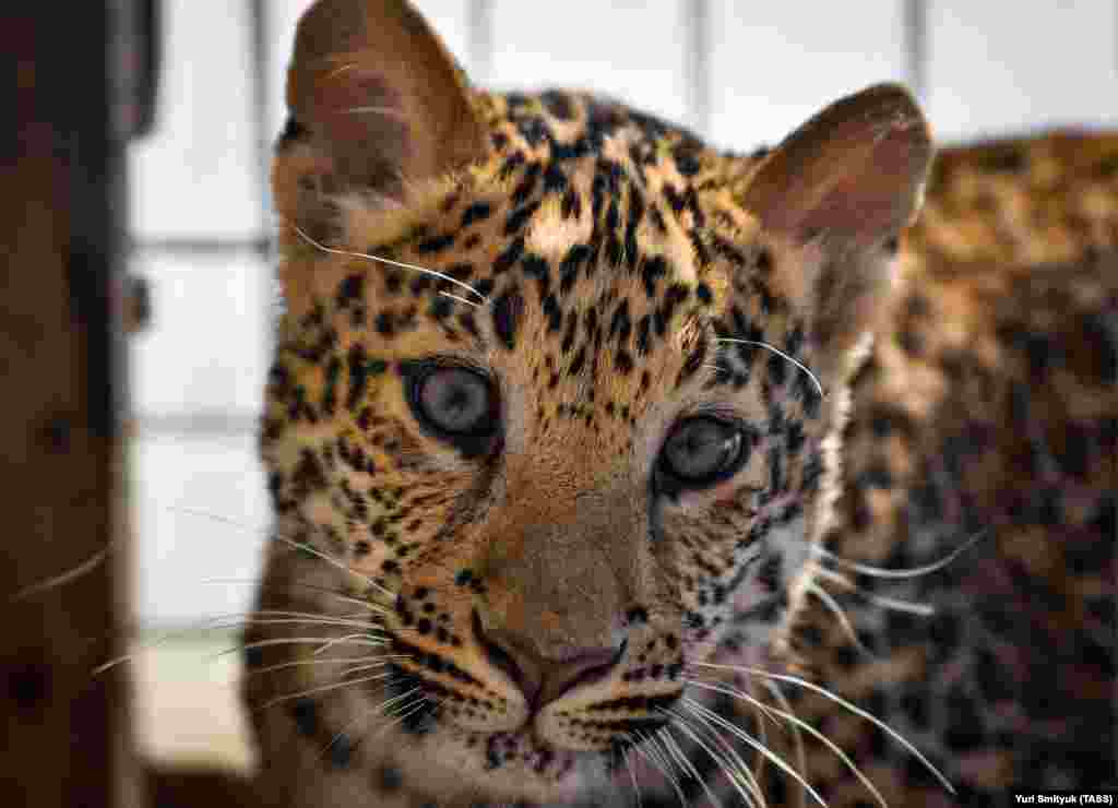 Milasha was separated from her mother after the adult leopard abandoned her cubs while in captivity in the Sadgorod Zoo in Vladivostok.